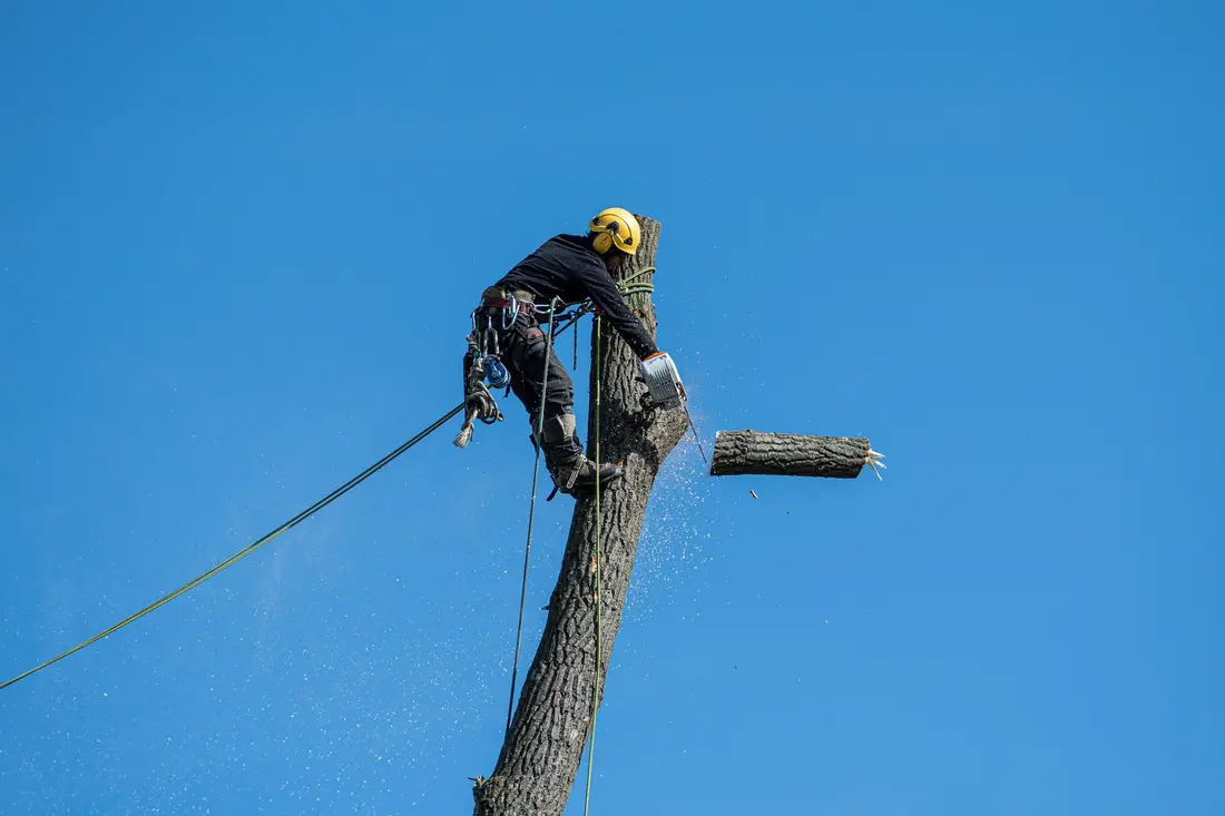 Élagueur-paysagiste (photo d'illustration)