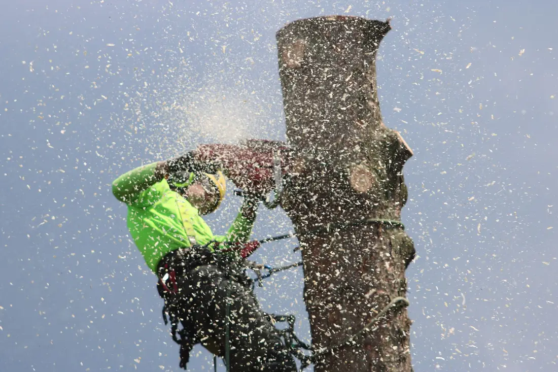 Élagueur-paysagiste (photo d'illustration)
